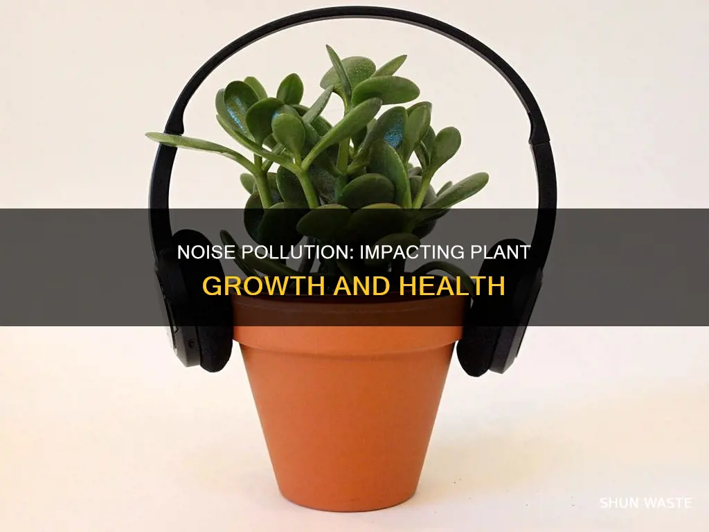 how does noise pollution affect plant growth