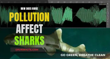 Sharks and Noise Pollution: Impact and Consequences