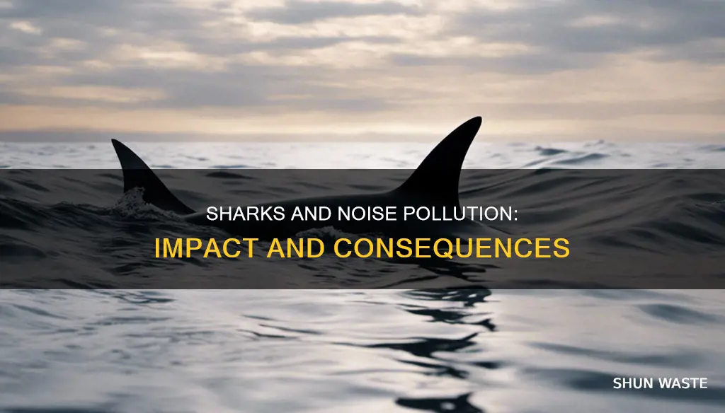 how does noise pollution affect sharks