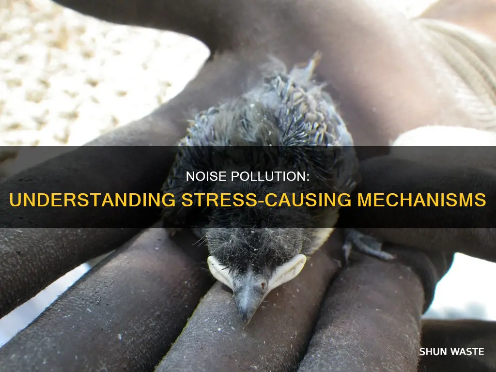 how does noise pollution cause stress