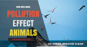 Noise Pollution: A Harmful Effect on Animal Life