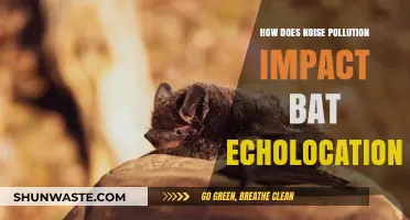 Noise Pollution: Disrupting Bats' Echolocation Abilities