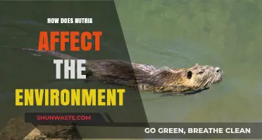 Nutria's Environmental Impact: Habitat Destruction, Erosion, and Ecosystem Disruption