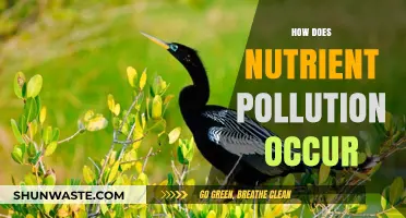 Nutrient Pollution: Understanding the Sources and Causes