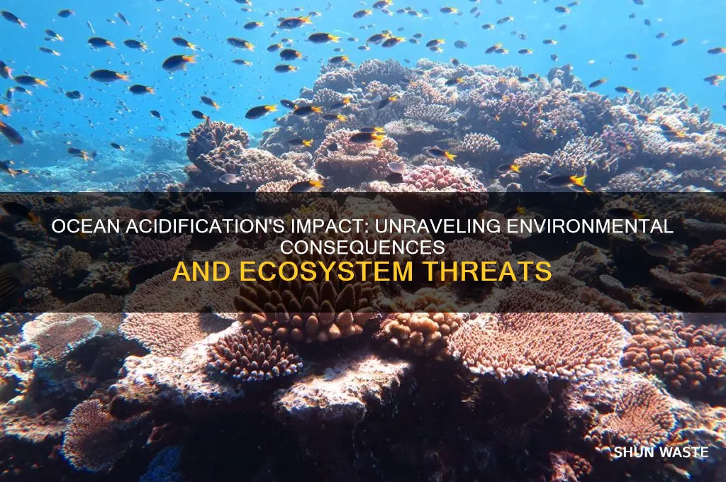 how does ocean acidification affect the environment