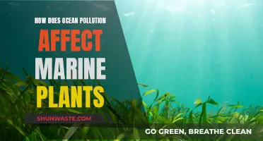 Ocean Pollution's Impact on Marine Plant Life