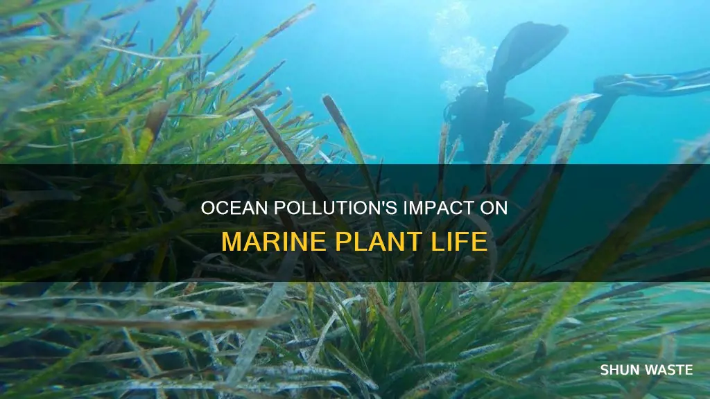 how does ocean pollution affect marine plants