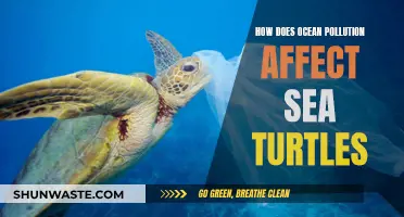 Ocean Pollution's Impact on Sea Turtles' Lives