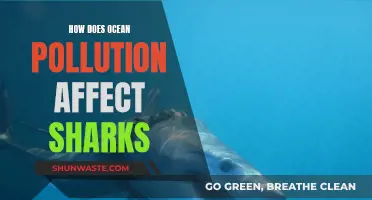 Sharks in Polluted Oceans: Impact and Consequences