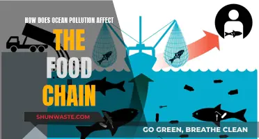 Ocean Pollution's Impact on the Food Chain