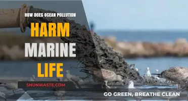 Ocean Pollution: Devastating Impact on Marine Life