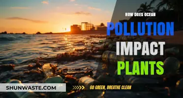 Ocean Pollution's Impact on Plant Life