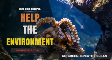 Octopus Conservation: How These Intelligent Creatures Protect Marine Ecosystems