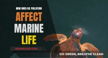 Oil Pollution's Impact on Marine Life