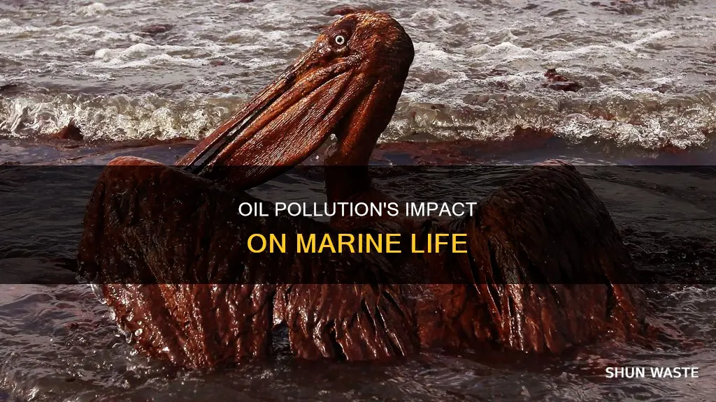 how does oil pollution affect marine life