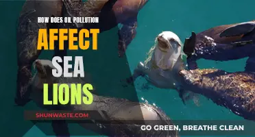 Oil Pollution's Impact: Understanding Sea Lion Health Risks