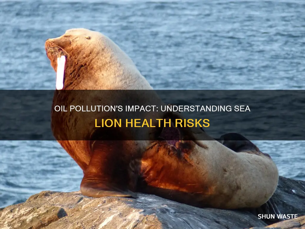 how does oil pollution affect sea lions