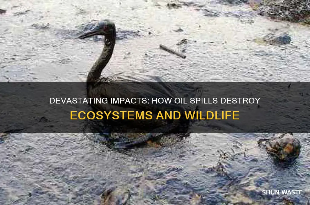 how does oil spill affect the environment