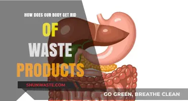 Detoxifying Naturally: How Our Body Eliminates Waste Products Efficiently
