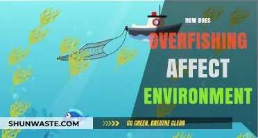 Overfishing's Devastating Impact: How It Destroys Marine Ecosystems and Environment