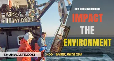 Overfishing's Devastating Effects: Unraveling the Environmental Consequences and Solutions