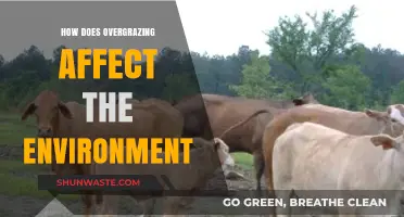 Overgrazing's Impact: Environmental Degradation, Soil Erosion, and Ecosystem Loss