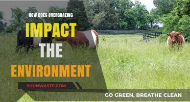 Overgrazing's Devastating Effects: Unraveling Environmental Consequences and Ecosystem Decline