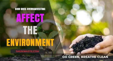 Overharvesting's Devastating Impact: How It Destroys Ecosystems and Biodiversity