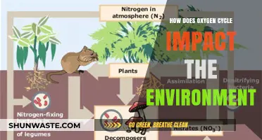 Oxygen Cycle's Vital Role in Shaping Earth's Environment and Ecosystems