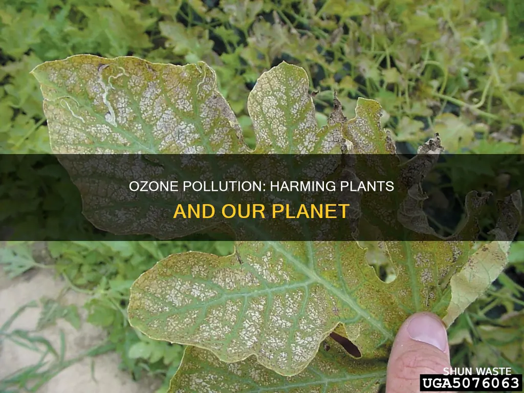 how does ozone pollution affect plants