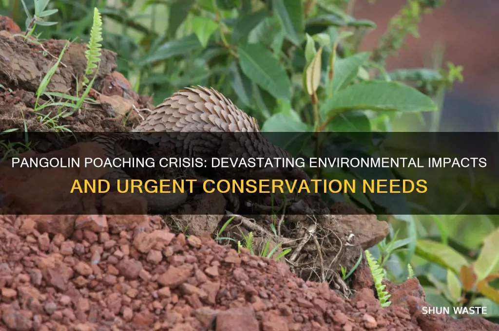 how does pangolin poaching affect the environment