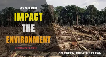 Paper's Environmental Footprint: From Forests to Recycling Bins
