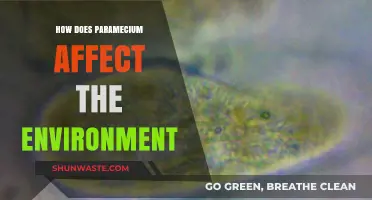 Paramecium's Role in Ecosystems: Environmental Impact and Ecological Significance