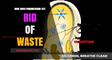 Waste Management in Paramecium: Understanding Their Unique Excretion Process