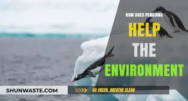Penguins' Vital Role in Maintaining Healthy Marine Ecosystems and Biodiversity