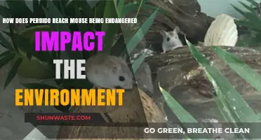 Endangered Perdido Beach Mouse: Ecological Impacts and Environmental Consequences