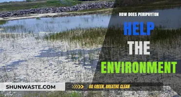 Periphyton's Role: Boosting Ecosystems, Water Quality, and Biodiversity Naturally