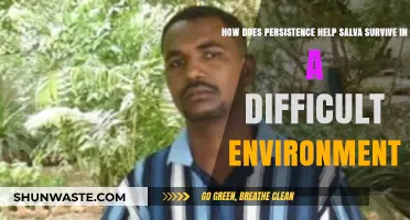 Persistence: Salva's Key to Survival in Harsh Environments