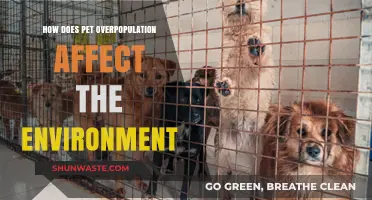Pet Overpopulation's Environmental Impact: Unseen Consequences and Sustainable Solutions