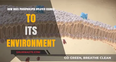 How Phospholipid Bilayers Adapt to Environmental Changes: A Dynamic Process
