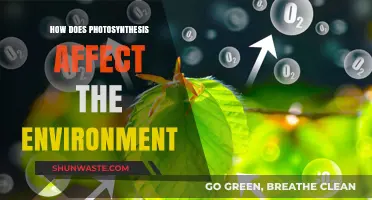 Photosynthesis' Impact: Shaping Ecosystems, Climate, and Environmental Balance