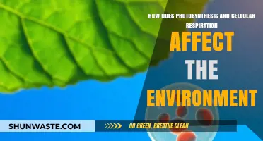 Photosynthesis, Cellular Respiration, and Their Environmental Impact Explained