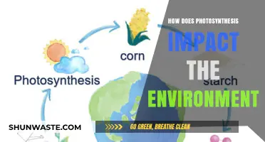 Photosynthesis: The Green Powerhouse Shaping Our Environment and Climate
