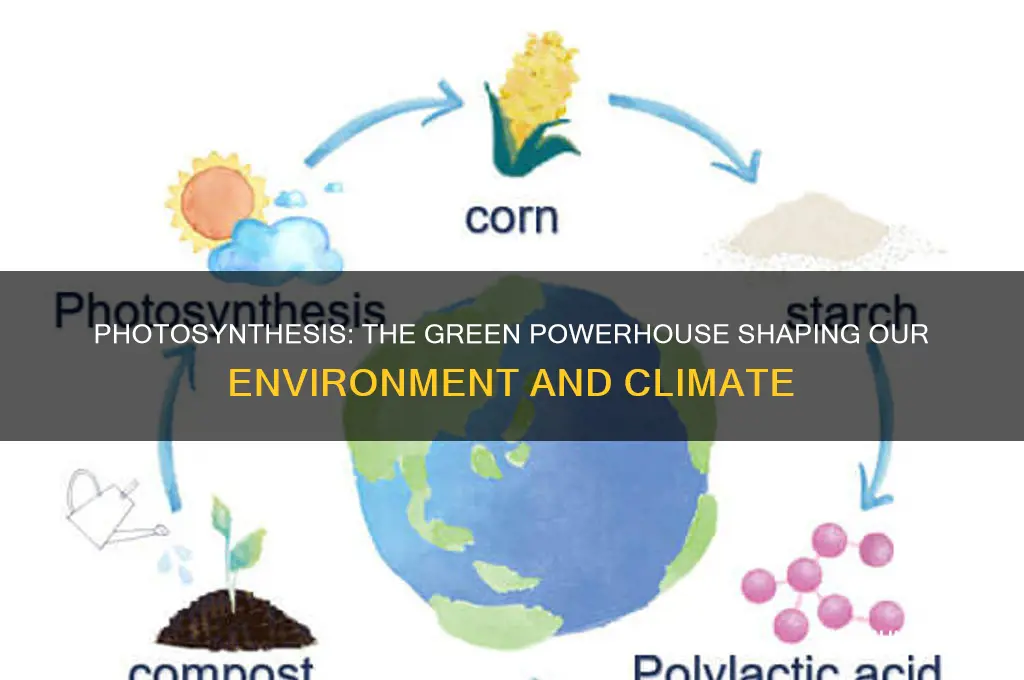 how does photosynthesis impact the environment