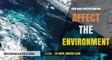 Phytoplankton's Role in Shaping Ecosystems and Climate Balance