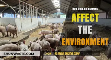 Pig Farming's Environmental Impact: Challenges and Sustainable Solutions Explored