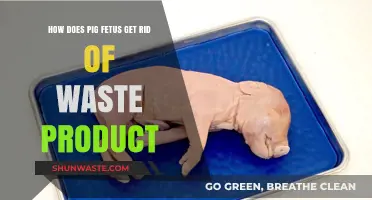Pig Fetal Waste Elimination: Understanding the Unique Process in Utero