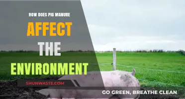 Pig Manure's Environmental Impact: Benefits, Risks, and Sustainable Management