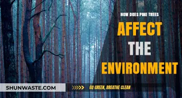 Pine Trees' Environmental Impact: Benefits, Challenges, and Ecosystem Influence