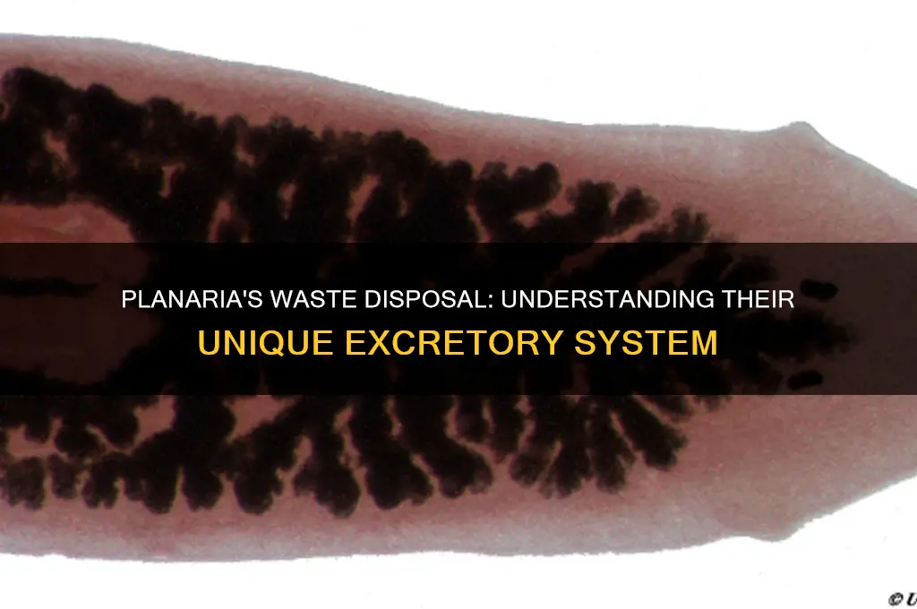 how does planaria get rid of waste